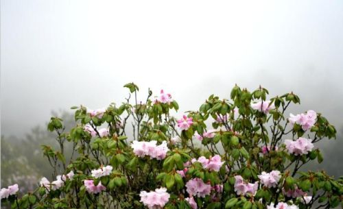 汶川：百亩杜鹃花开  “五一”赏花正当时