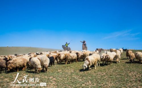新疆伊犁：民警助力牧民安全转场