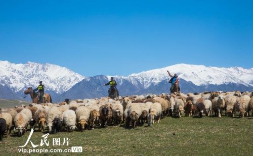 新疆伊犁：民警助力牧民安全转场