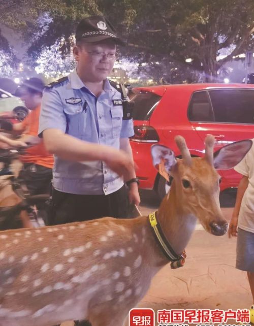 男子闹市“遛鹿”，不少人围观！警方已介入