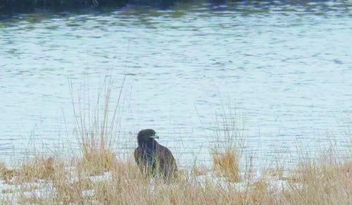 青海互助南门峡国家湿地公园首次监测到大天鹅和乌雕