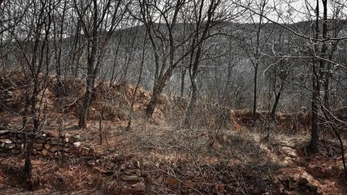 七猎户在长白山遭遇猛虎突袭，手持猎枪对抗，最终付出惨痛代价