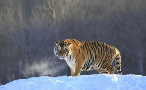 七猎户在长白山遭遇猛虎突袭，手持猎枪对抗，最终付出惨痛代价