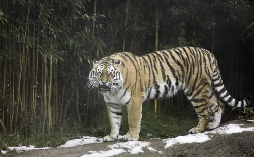 七猎户在长白山遭遇猛虎突袭，手持猎枪对抗，最终付出惨痛代价