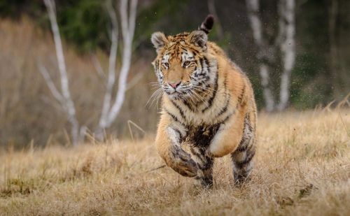 七猎户在长白山遭遇猛虎突袭，手持猎枪对抗，最终付出惨痛代价