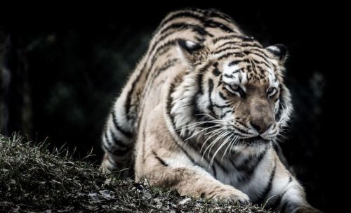 七猎户在长白山遭遇猛虎突袭，手持猎枪对抗，最终付出惨痛代价