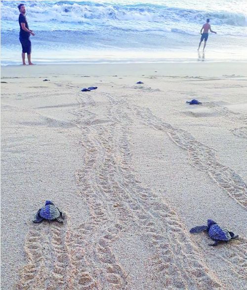 在瓦哈卡放生小海龟