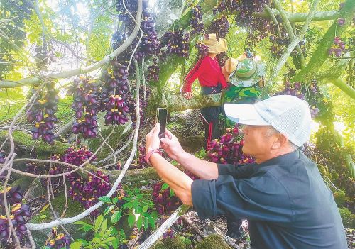 “万鸟栖枝”引客来