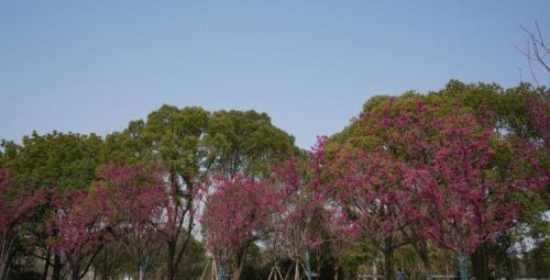 大片福建山樱花盛开了！快去中兴公园感受春色