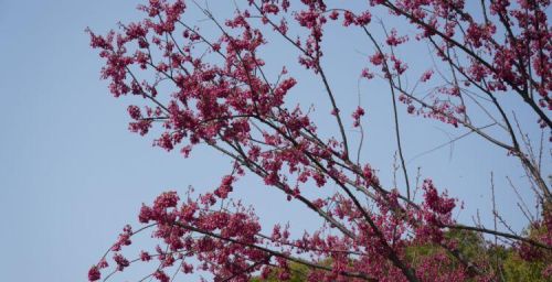 大片福建山樱花盛开了！快去中兴公园感受春色