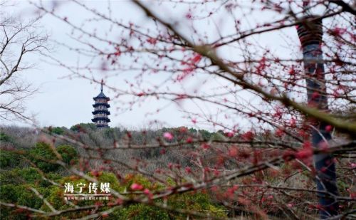 赏梅去~千米花路，惊艳海宁！