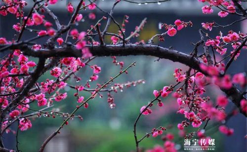 赏梅去~千米花路，惊艳海宁！