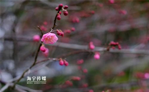 赏梅去~千米花路，惊艳海宁！