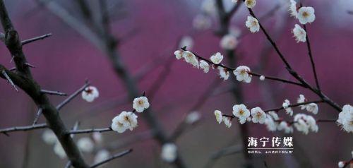 赏梅去~千米花路，惊艳海宁！