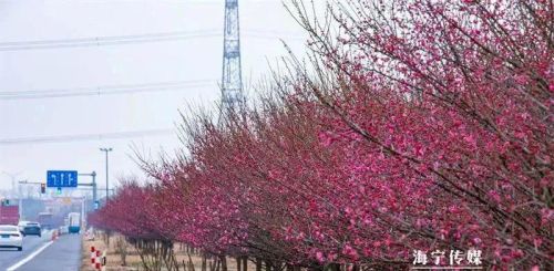 赏梅去~千米花路，惊艳海宁！