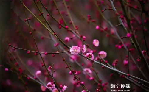 赏梅去~千米花路，惊艳海宁！