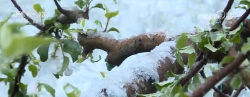 应对雨雪低温天气 陕西延安开展保花保果防冻作业