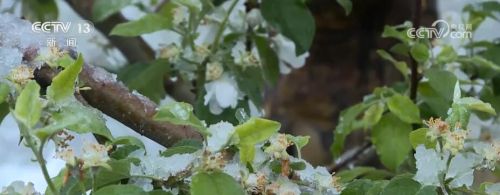 应对雨雪低温天气 陕西延安开展保花保果防冻作业