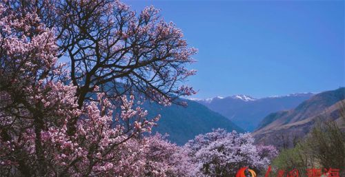 青海黄南：花开坎布拉