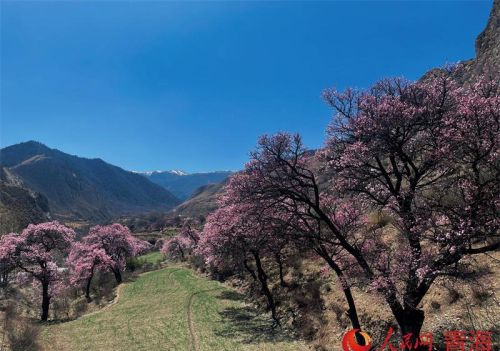 青海黄南：花开坎布拉