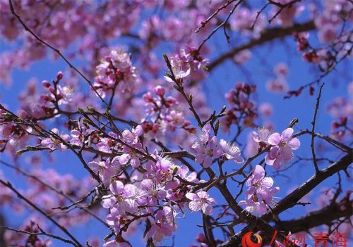 青海黄南：花开坎布拉