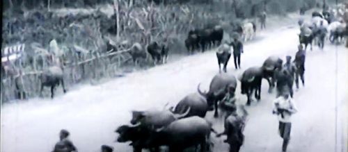 1979年对越自卫还击战中，越南的15.7万头牛哪去了？