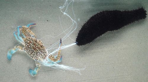 海参为什么能“吐丝”？南海所科学家破解了这个谜题