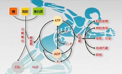 体脂率30％,怎么快速减脂？