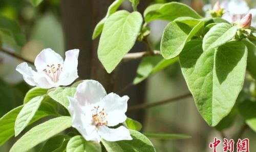 新疆莎车县4800亩古老果树种榅桲花盛开
