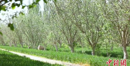 新疆莎车县4800亩古老果树种榅桲花盛开