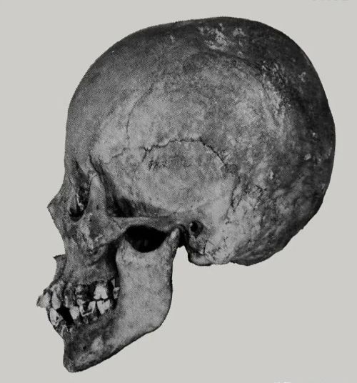 德川遗骨调查：幕府女性的遗骨发掘记录了将军们什么样的审美观？