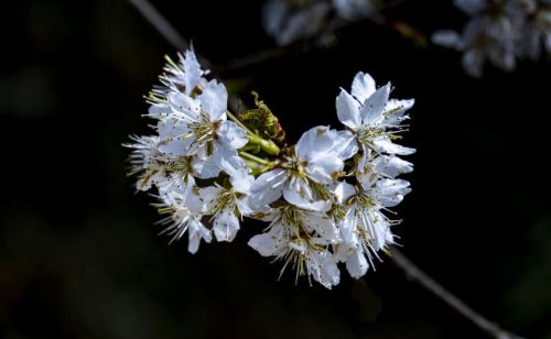 四川宣汉：月亮坪山花烂漫惹人醉