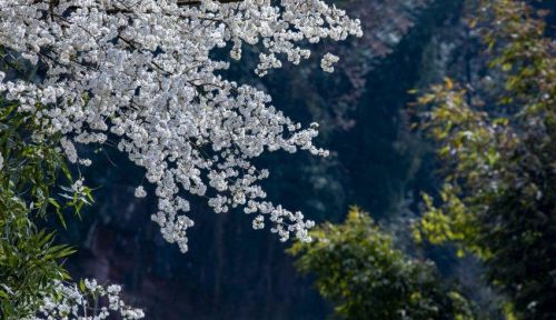 四川宣汉：月亮坪山花烂漫惹人醉