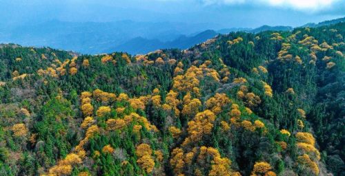 四川宣汉：月亮坪山花烂漫惹人醉