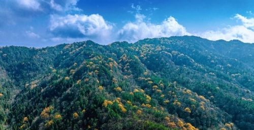 四川宣汉：月亮坪山花烂漫惹人醉