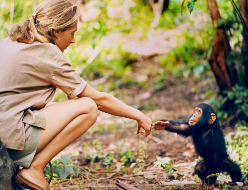 苏联“人猿杂交”实验：5名女孩与11只猩猩参与，后来结局如何？