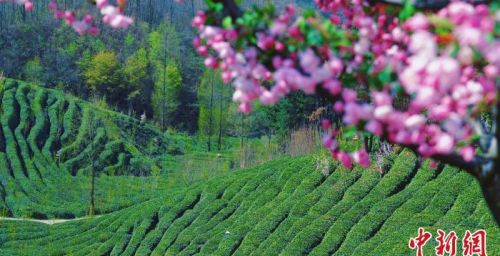陕西勉县：茶园吐新绿 满山尽茶香