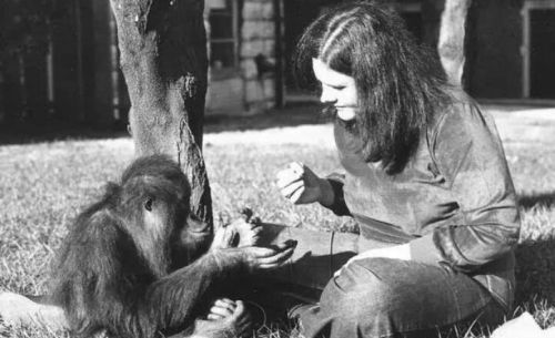 苏联“人猿杂交”实验：5名女孩与11只猩猩参与，后来结局如何？