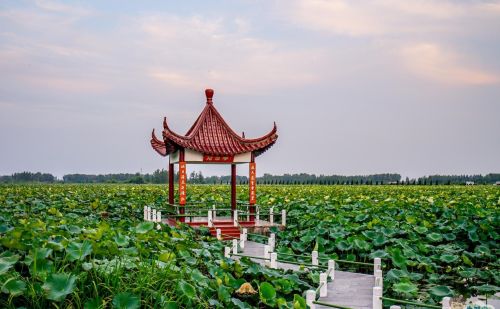 国内荷花品种最多、面积最大的荷田，太空遨游过的种子在此盛开