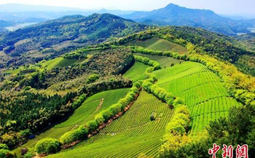 福建南平：生态茶园采茶忙