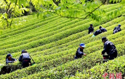 福建南平：生态茶园采茶忙