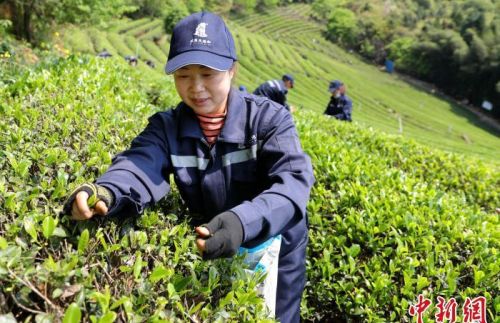 福建南平：生态茶园采茶忙