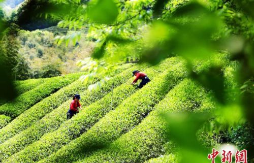 福建南平：生态茶园采茶忙