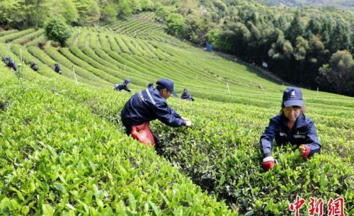 福建南平：生态茶园采茶忙