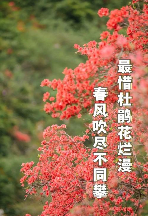 为你花开十里！缙云界牌之巅这片杜鹃花海红动山野~