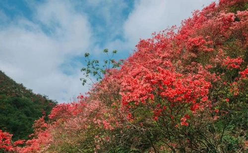 为你花开十里！缙云界牌之巅这片杜鹃花海红动山野~