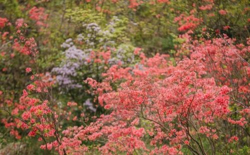 为你花开十里！缙云界牌之巅这片杜鹃花海红动山野~