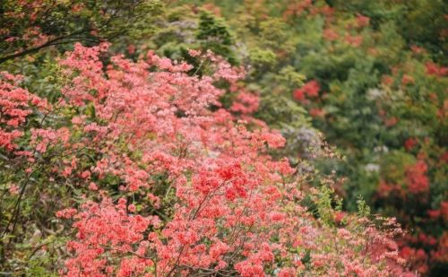 为你花开十里！缙云界牌之巅这片杜鹃花海红动山野~