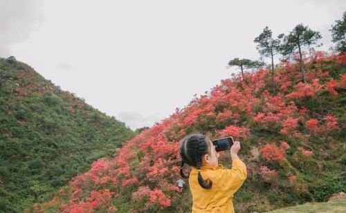 为你花开十里！缙云界牌之巅这片杜鹃花海红动山野~