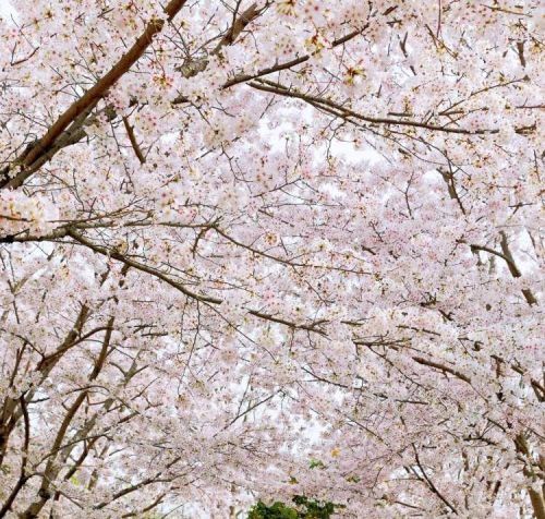 3公里樱花大道、2万株郁金香......这里的春日限定美景正在等你